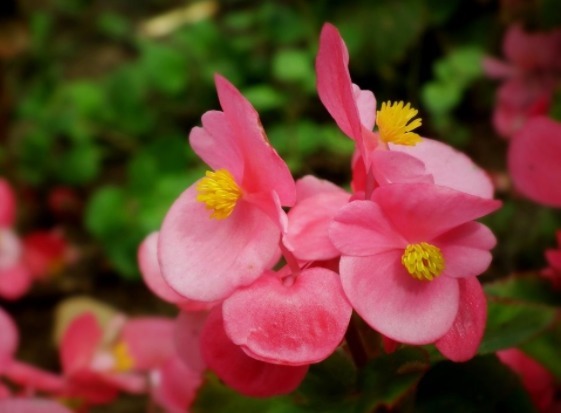 家里喜欢养花,此款花卉一年四季开花,花艳易爆盆,开花一簇一簇