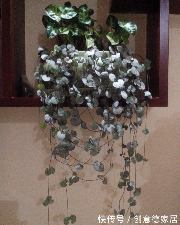 枝条|很耐阴的多肉,爱之蔓在秋天养,到底晒好还是不晒好