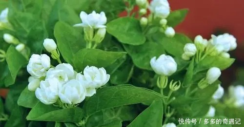 栀子花|老花农逛花市时,这五种花可不会购买,你看看你家有没有!