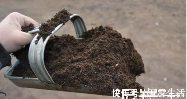 腐殖材料|栽植虎皮兰，土壤里加点“它”，叶片碧绿旺盛，一年长高30cm！