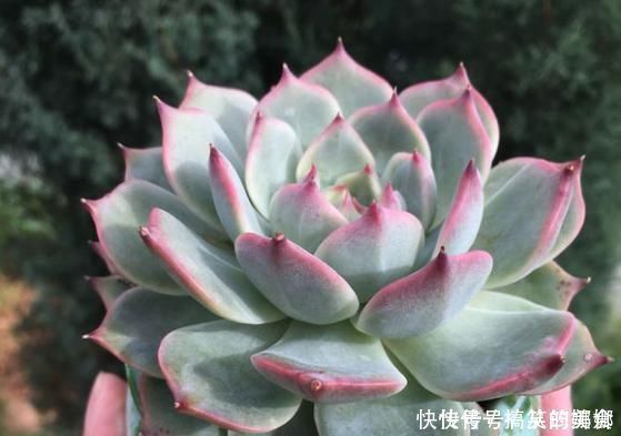 浇水|多肉界的吉娃娃,一浇水就变成大饼脸,真是气死了