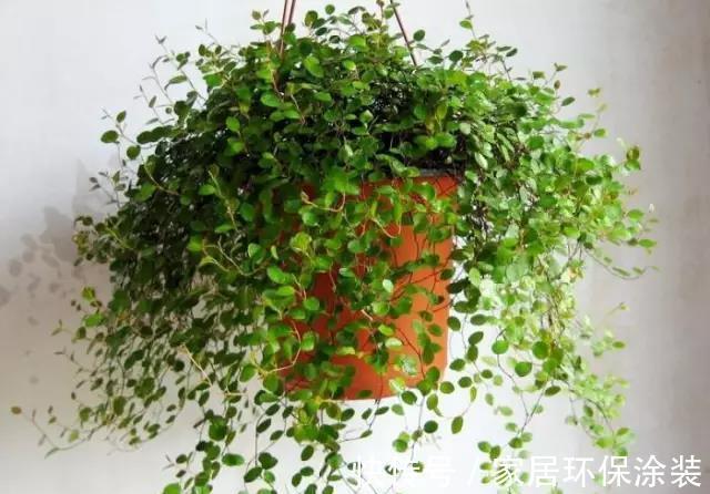 空间|家里这些花卉吊起来养,既增加了观赏价值,又节省了养殖空间