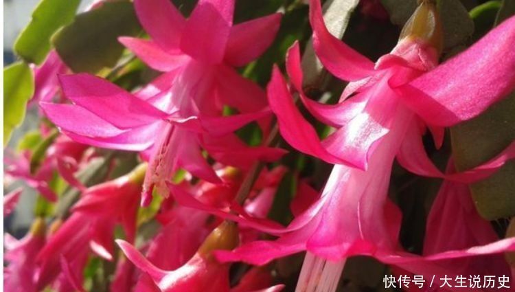 花香花排名第一,耐热耐冷耐晒,开花成瀑布,香飘十里,养花首选