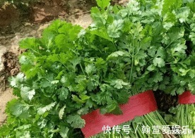 园子中种几棵香菜，调味时必备，方便又新鲜