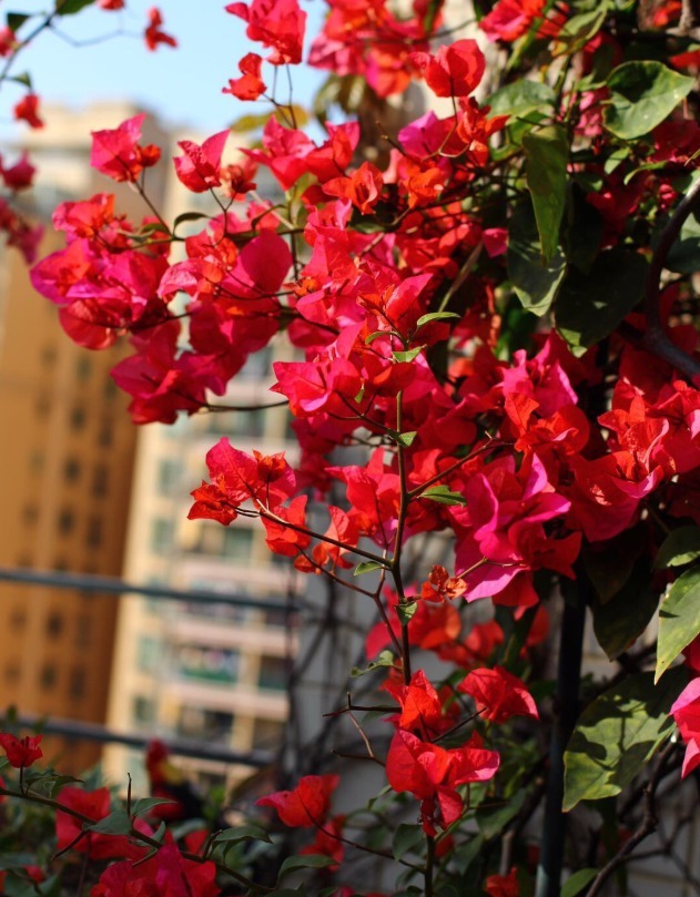 花朵|你见过比它们还红的花吗纯正的国旗红,艳丽夺目!