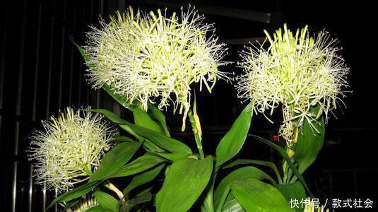 “6种旺财花”,房子小也要养1盆,开花更是好兆头,富贵吉祥