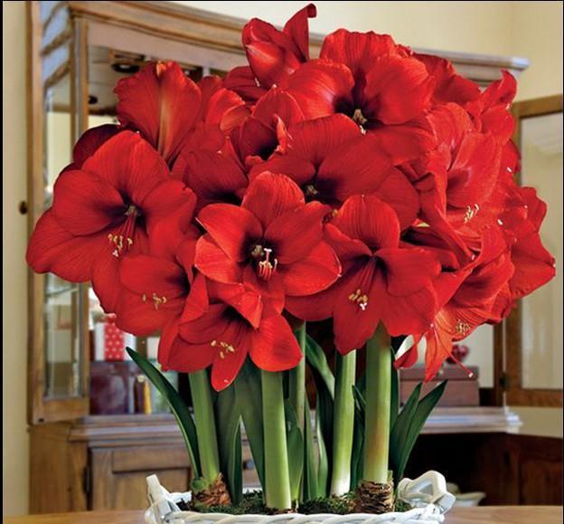 10种“旺运花”开花红艳艳,现在养一盆,春节刚好开,红火显富贵