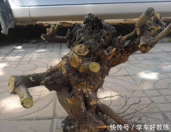 人说农村黄荆“不值钱”,放牛娃天天挖,说做成精品盆景就值了!