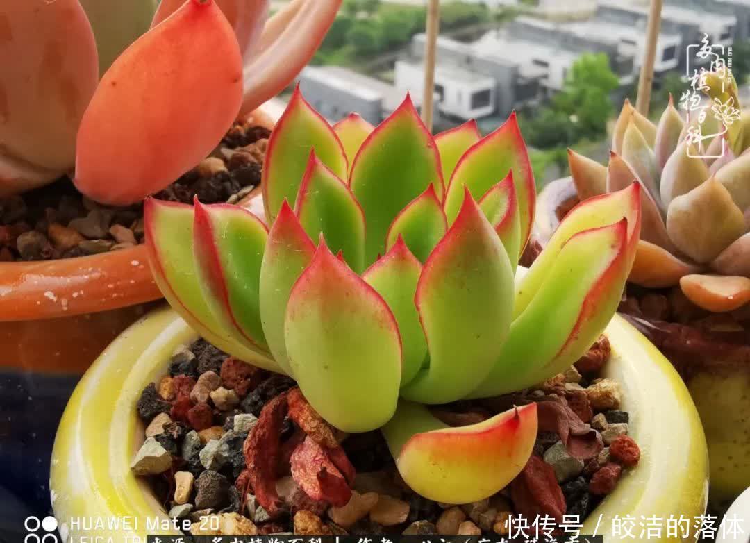 肉肉|与多肉的相遇,就是一场治愈之旅