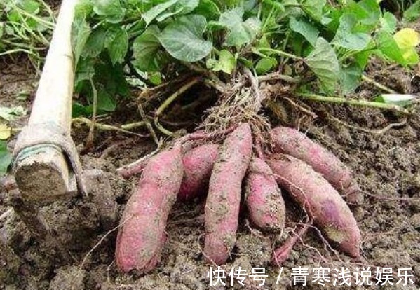 藤蔓|被誉“长寿食品”的红薯,减肥瘦身,只需四点,收获高产的红薯