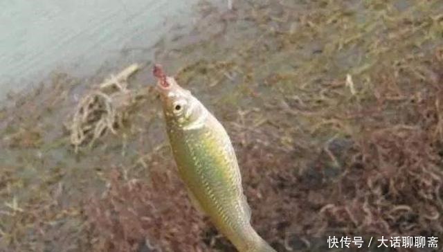 怪不得鲫鱼上了一条又一条,原来这才是春钓必修课,白瞎了