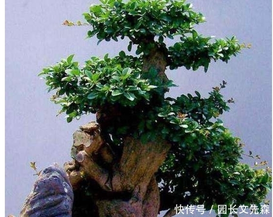 树桩盆景快速成型的方法，全在这里了！