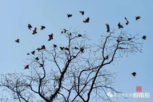 又见福建古村那一抹柿子红，你怎能错过？