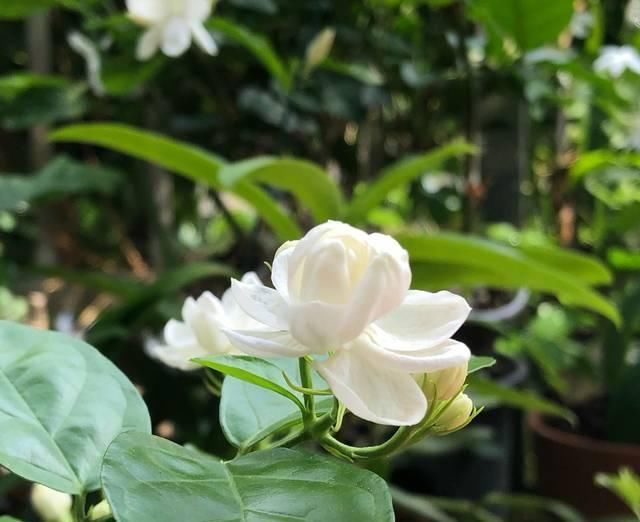 盆土|茉莉花养护的四个关键点,修剪施肥有妙招,枝繁叶茂开花爆盆