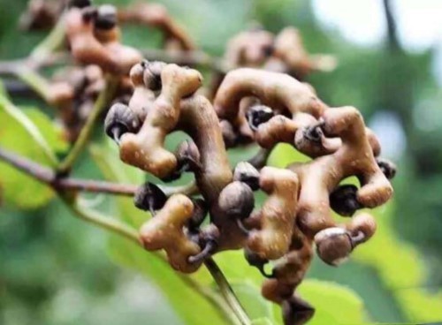 咳嗽|女性不想皱纹爬上脸,不妨多吃此物,小肚子不鼓了,皮肤更显年轻