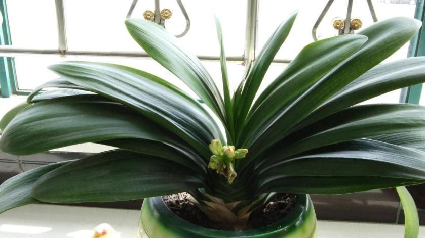 立冬养什么花合适?经验多的花匠爱推荐这4样,盆栽漂亮又好活