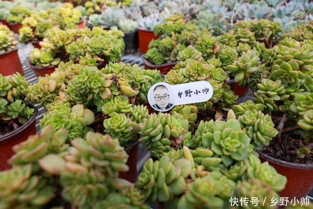 多肉植物|多肉叶片干瘪，不一定是缺水，可能是因为这些原因听听小帅怎么说