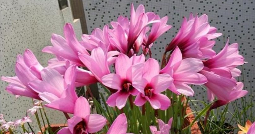 花卉|它是天然的养花肥，到处都有，盆里放一点，像打了激素蹭蹭长