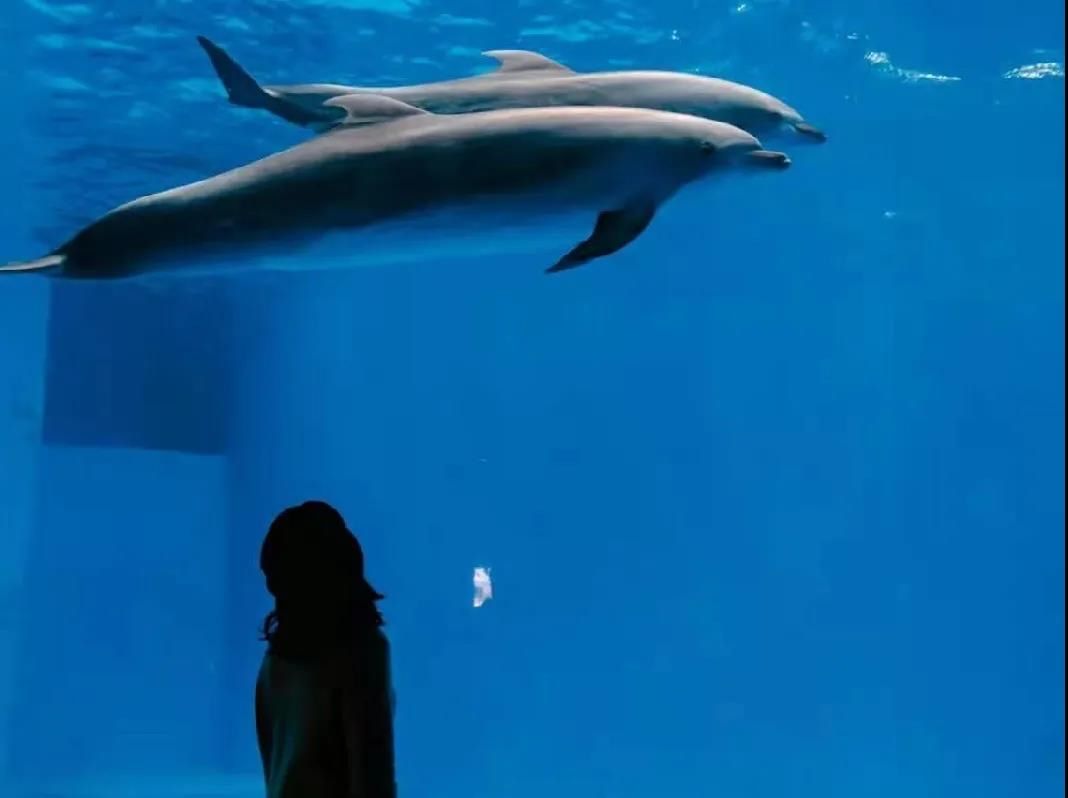 戳进来！就地过年，四川这些景区向以下人群免费开放……