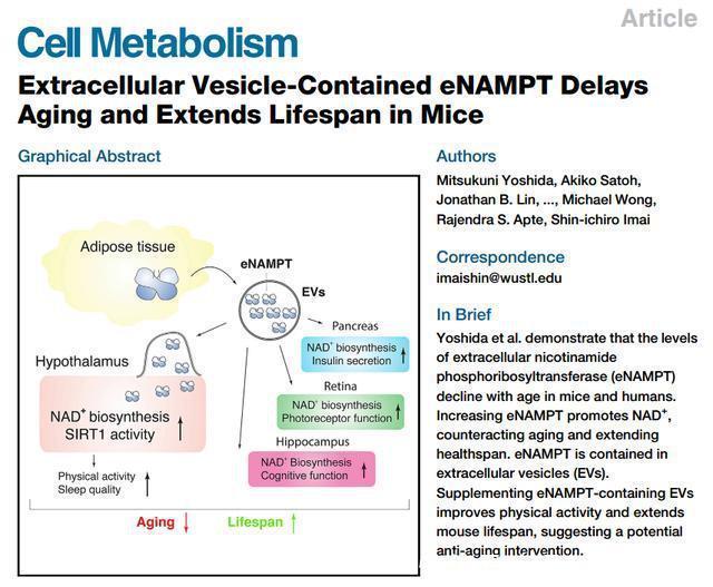 重大突破!华盛顿大学用“返老还童”酶使剩余寿命延长2.3倍