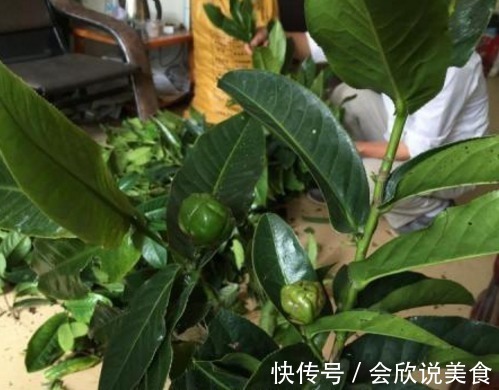 蟹爪兰|11月初,3种花不用买,“剪”个枝叶插土里,不久长满一整盆!