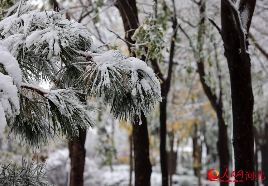 初雪|白雪皑皑银装素裹 河北各地迎来今冬“初雪”