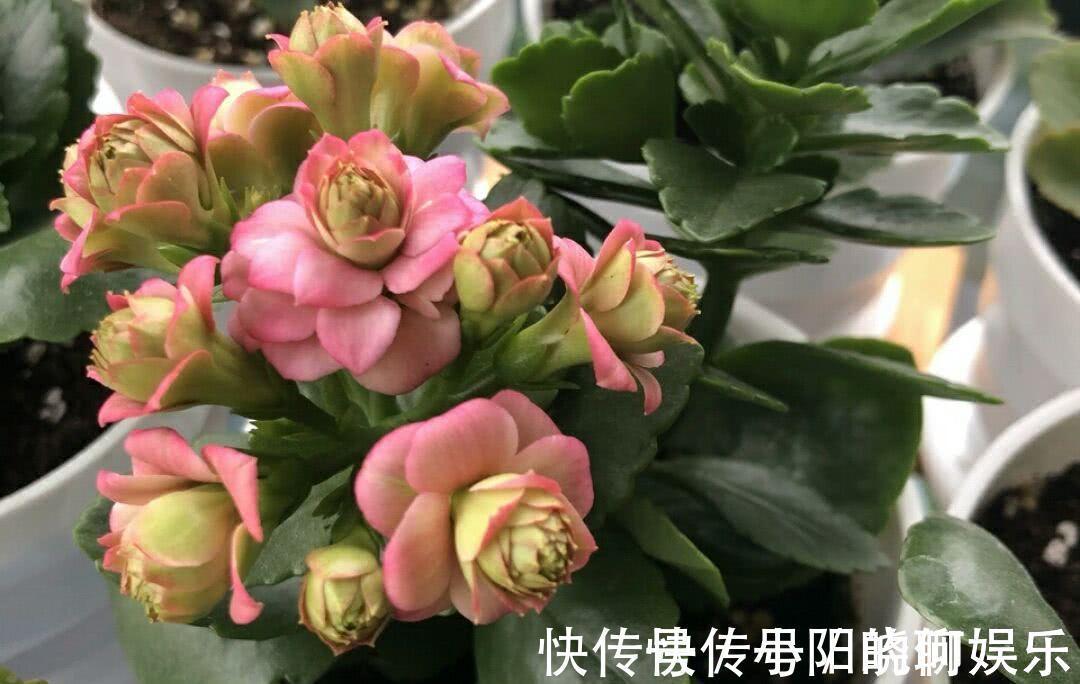 复合肥|6种漂亮花，都有“好寓意”，喜欢的话养一盆，吉祥又大气