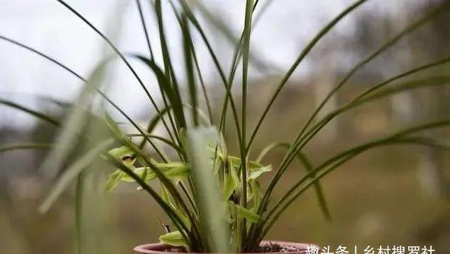 兰花通风的真正作用，烂根、腐苗、花苞霉变，都与之有关