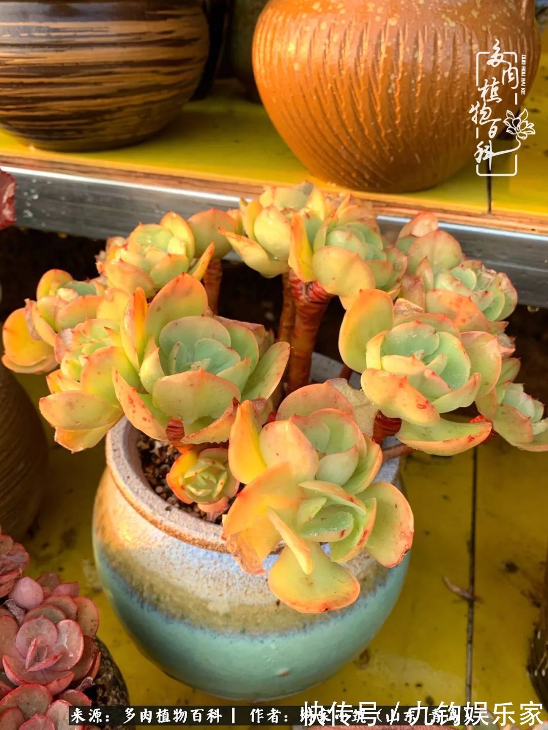 多肉住进暖棚,坦然越冬,放肆浇水,这个冬天有点甜!