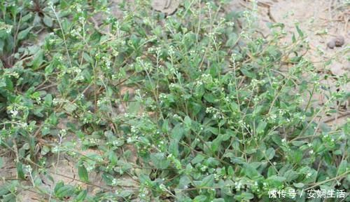 野草|这种长在水沟边的野草,叶片上都是毛,不仅能强筋骨,还能治胃痛