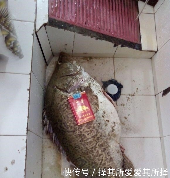 仙居|新鱼种?浙江男子钓起一条没见过的大鱼,像是变异的鳜鱼