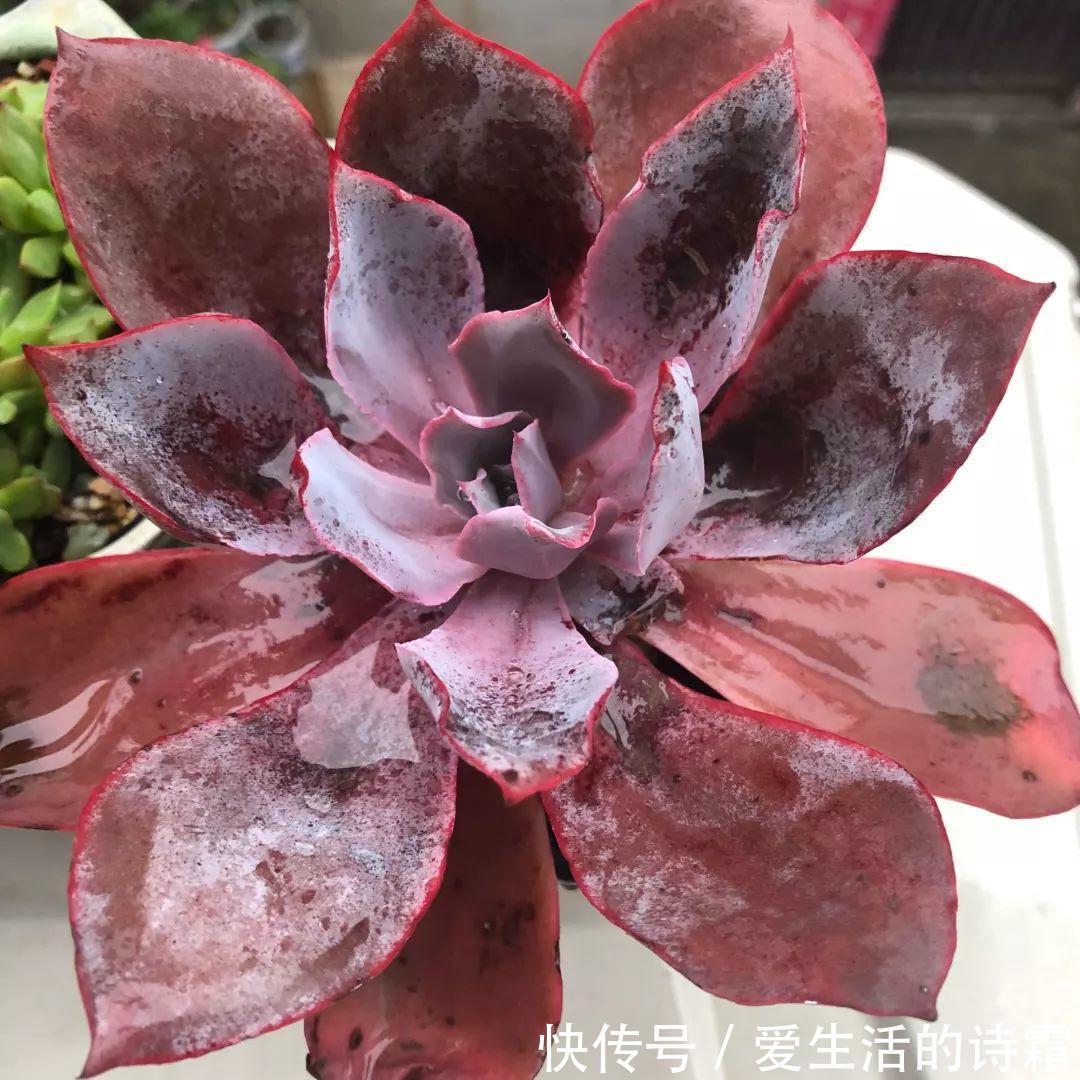 肉友|天一热,别管多肉徒不徒长了,能活下来就不容易!