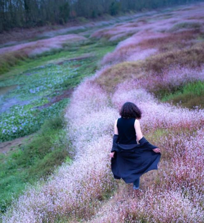  错过|此种狗尾巴花农村很常见，种在院子里极美，遇见了不要错过