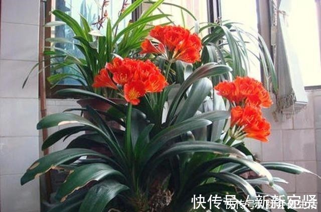 废油|给君子兰加点营养,长出大白根开花呼呼旺,开花也多了!