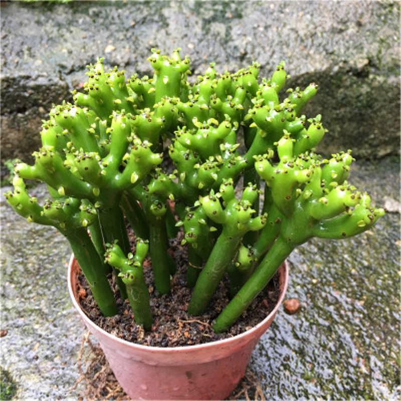 室内养了“2种花”，可谓是毒上加毒，是健康克星，别忽视