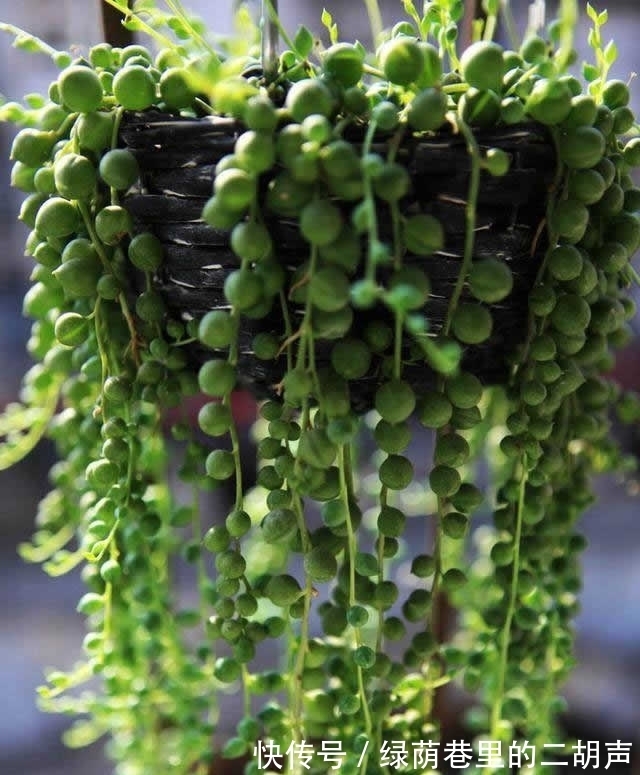 养多肉“佛珠”如何快速爆盆?3个小方法,1个月美成“瀑布”