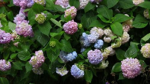 养花的9个小诀窍，养花时，使用这些诀窍，帮助你成为养花高手