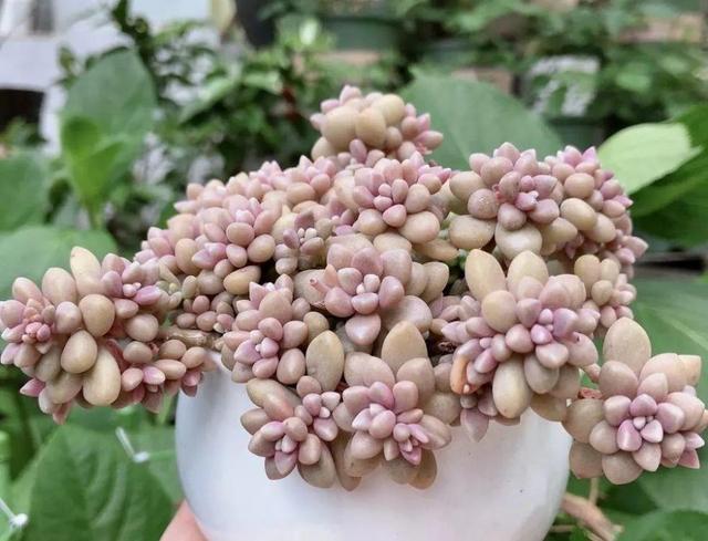 叶片|多肉想美,全靠浇水!教你详细攻略,又美又胖,还不长虫