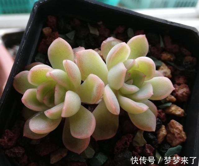  爱多|爱多肉，爱生活，心情自然好