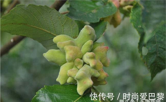 外痔|老中医用了60年的秘方,5味药熏一熏,消除痔疮,简便无痛苦!