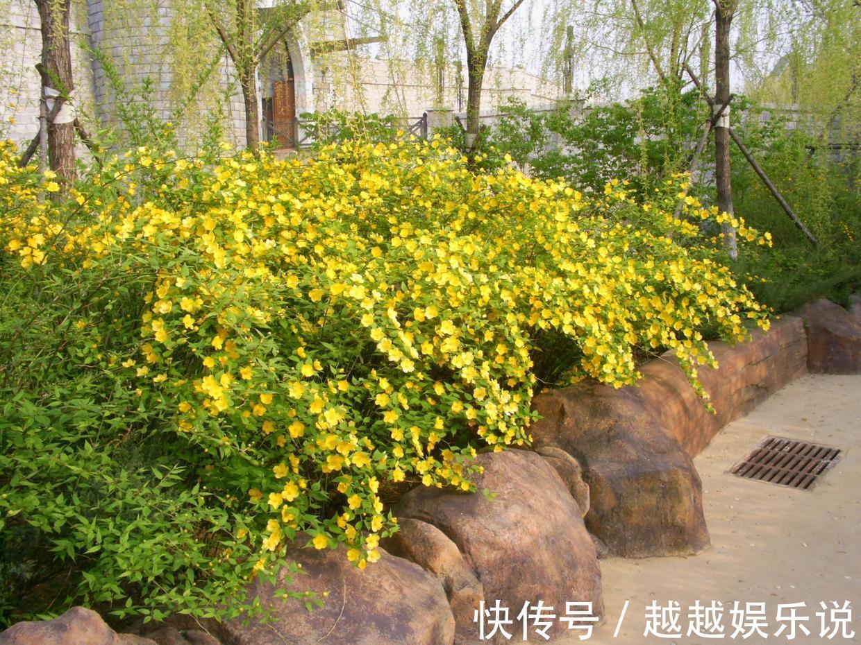 很多人见过棣棠花，却不知其身份，原来它有好多小秘密！