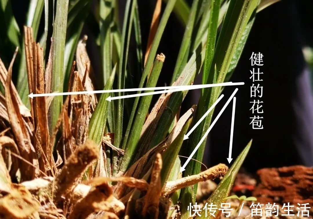 孕蕾|夏天太热,养兰花如果犯一个错,可能导致难孕蕾、不开花