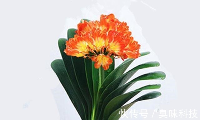 养花|给虎皮兰和君子兰加点零食,比施肥长得好,常年长势茂盛