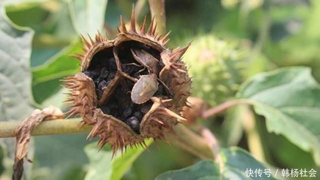 农村随处可见的蓖麻,竟然做成了生化武器,而且原理很简单