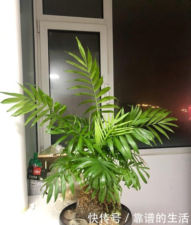 “10种”耐阴花，北阳台也能开花，现在养正是好时候！