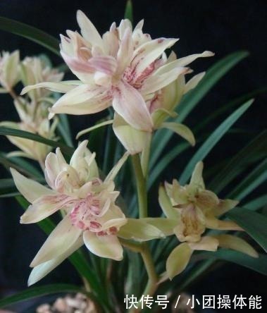 喷香|再忙也要养盆它,多瓣奇花自带香气,越冷越爱开,满屋“喷喷香”!