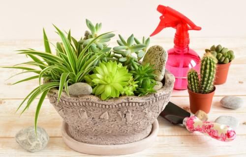 别再将经济又实用的养花宝贝“香蕉皮”当垃圾扔了