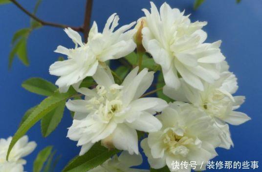 养花试试几款,一个月不浇水,还能开出漂亮的花