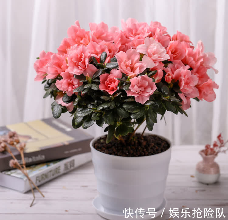 富贵竹|秋季养花选什么合适？这4种，搁置的地方合适轻松养好