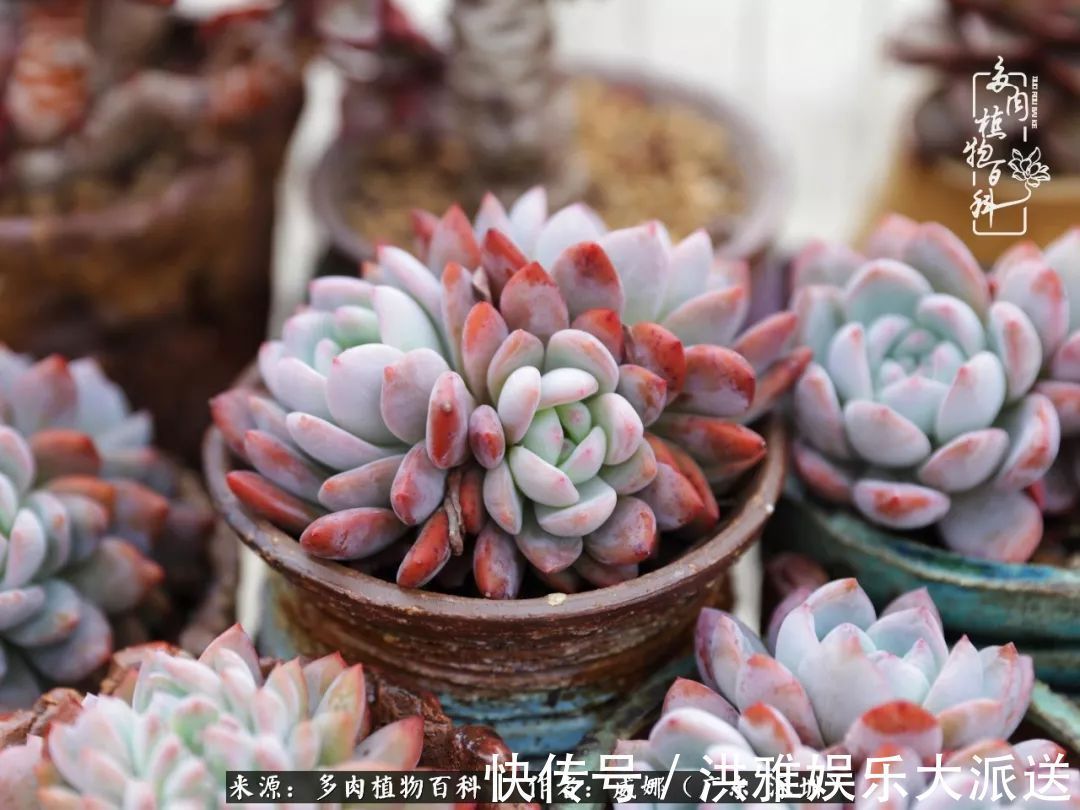 橙梦露|笼子里露养的多肉，越养越美！有多肉的日子伴着小确幸！